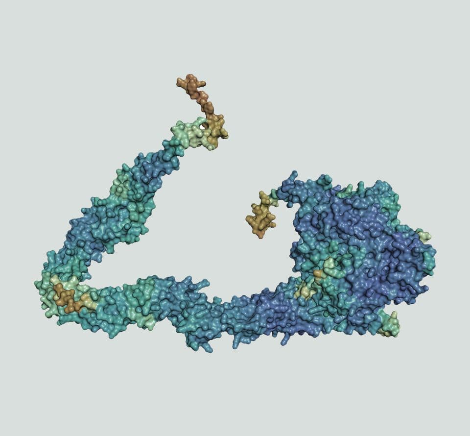 rendering of dynein protein structure