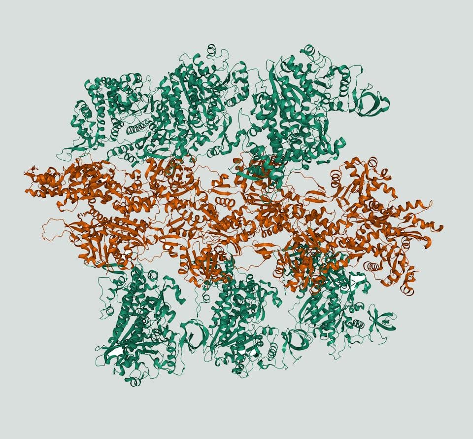 structure of myosin proteins