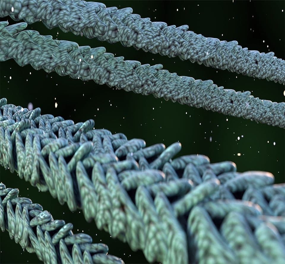 3D rendering of actin filaments