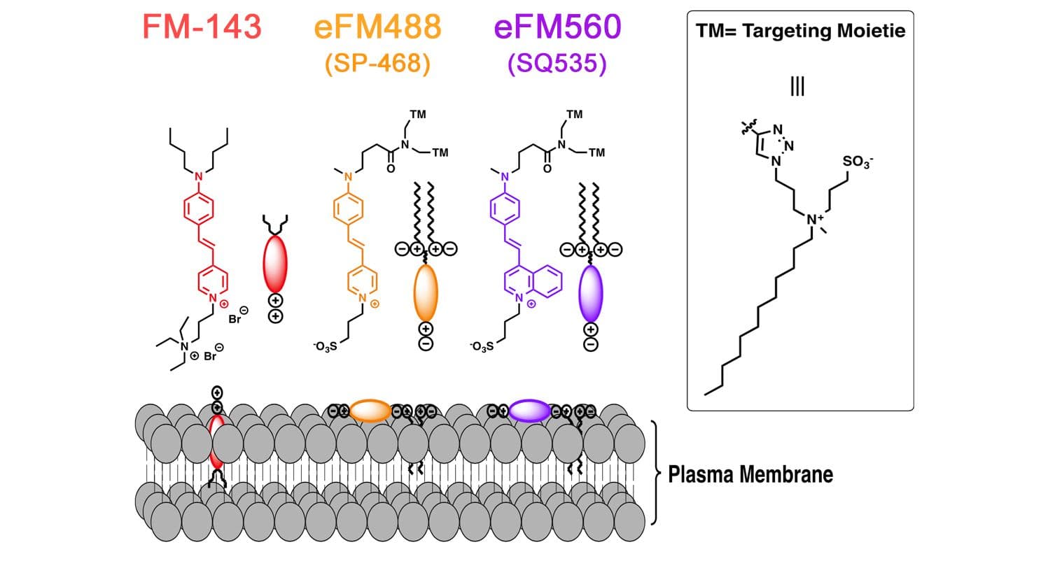 eFM488 eFM560 probe structure and membrane insertion mechanism