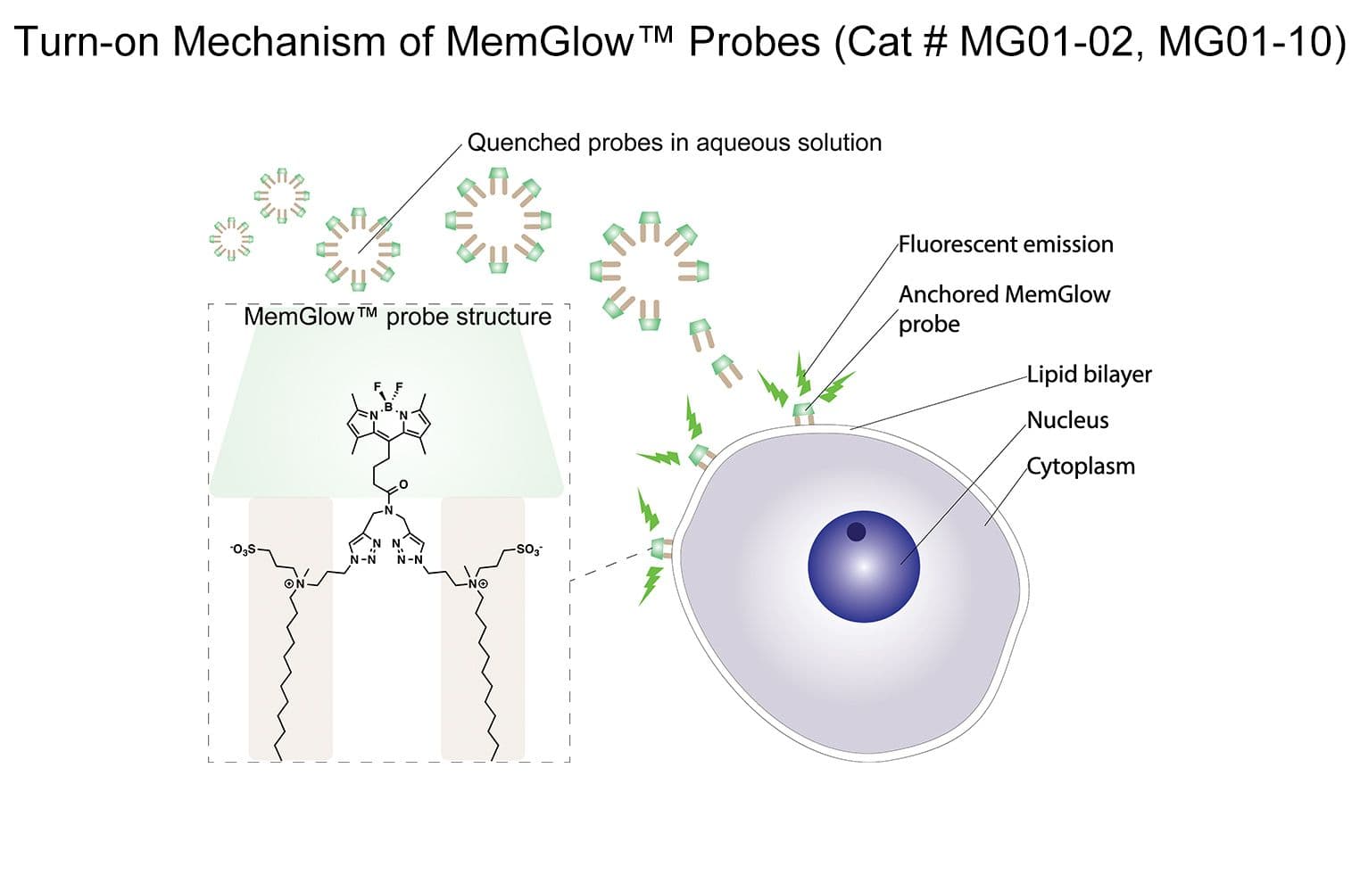 Schematic mechanism of MemGlow 488 MG01