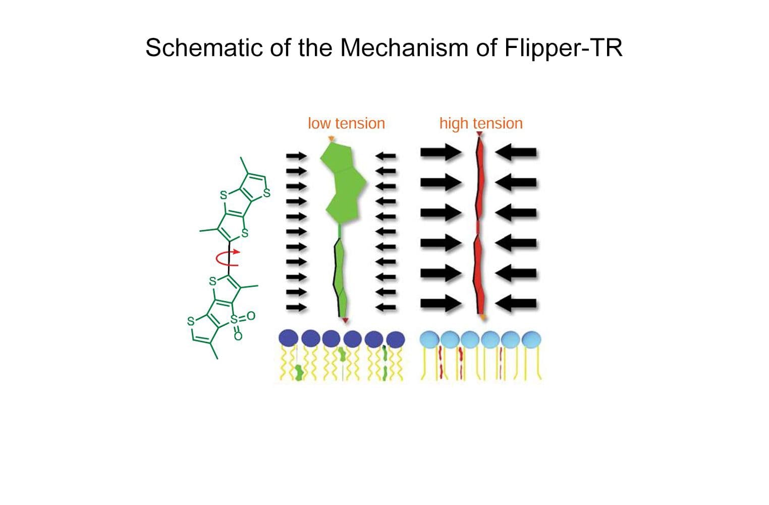 Mito-Flipper mechanism CY-SC023