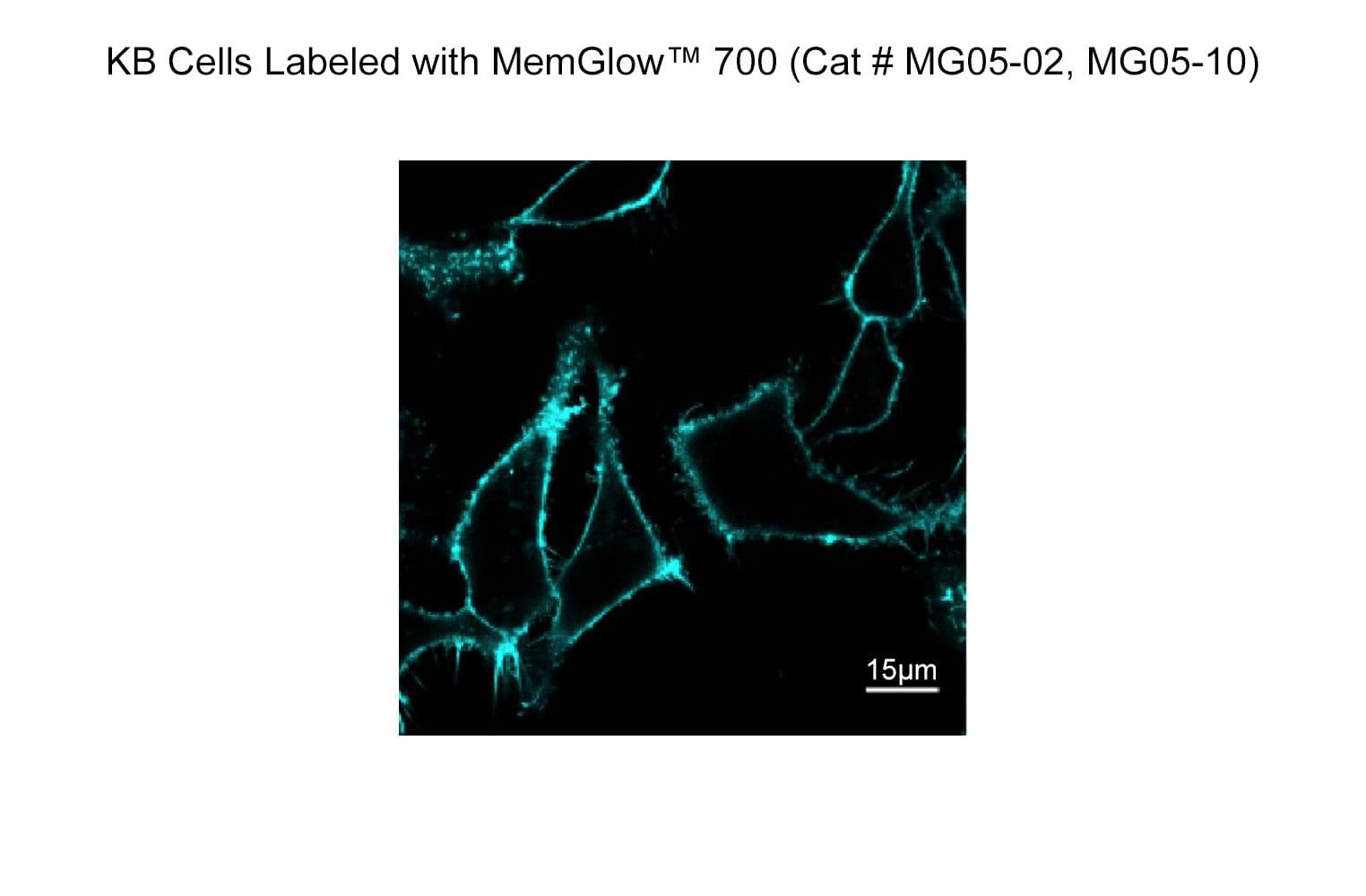 KB cells labeled with MemGlow 700 MG05