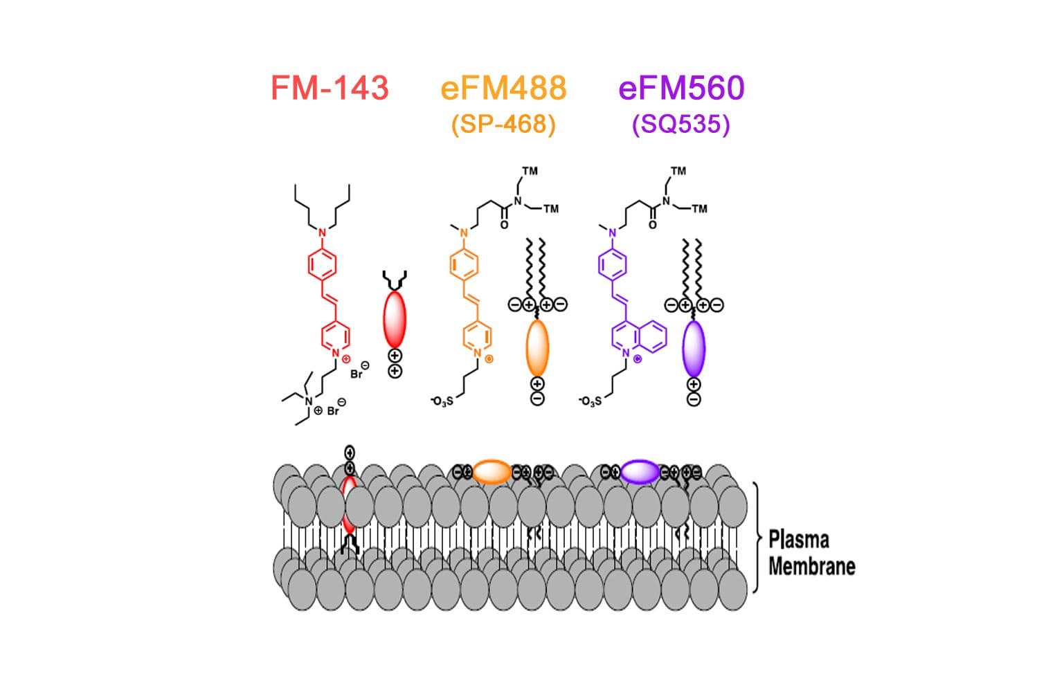 eFM488 mechanism of action (Cat. # MG15)