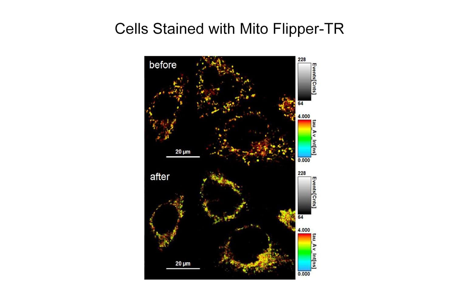 Cell stained with Mito-flipper-TR CY-SC023