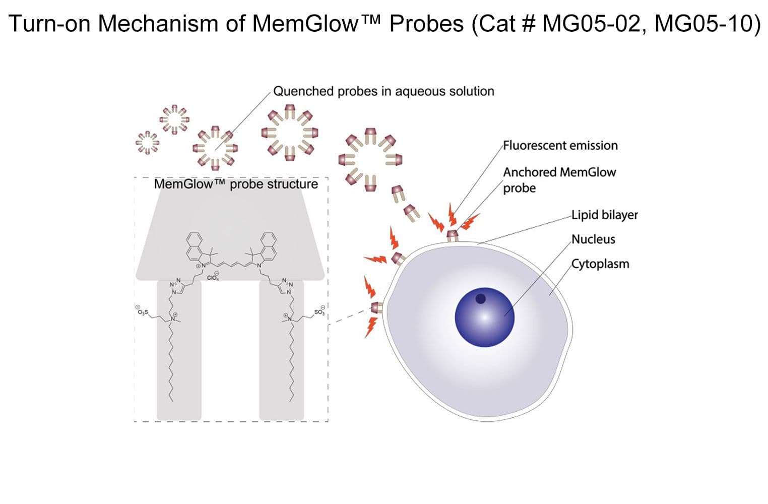 Schematic mechanism of MemGlow 700 labeling MG05
