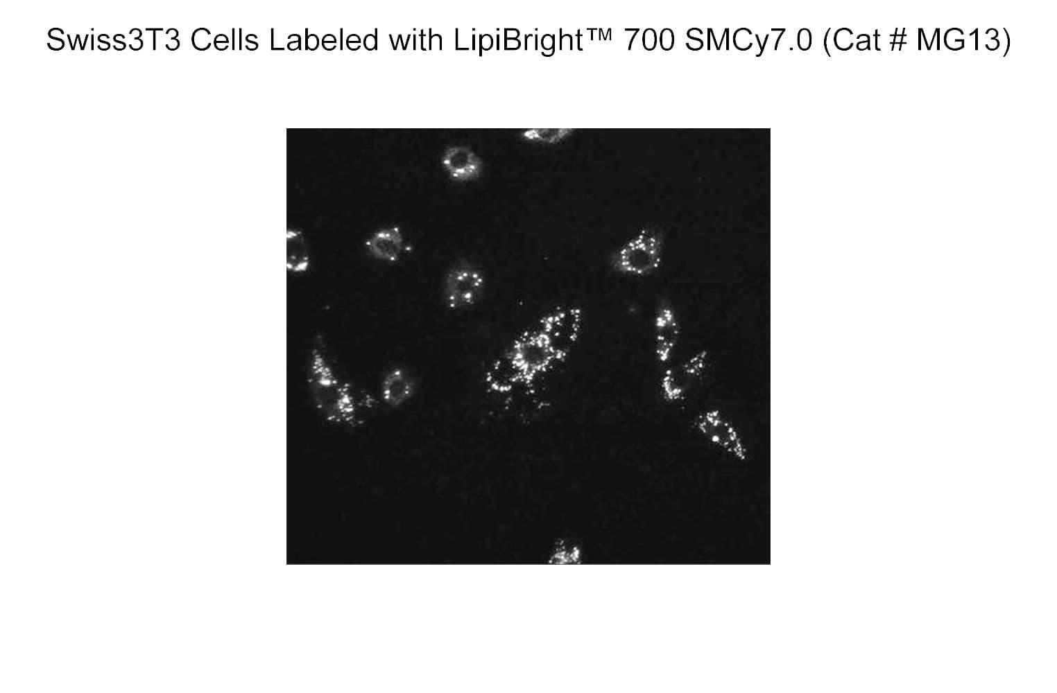 Swiss3T3 cells labeled with Lipibright 700 MG13