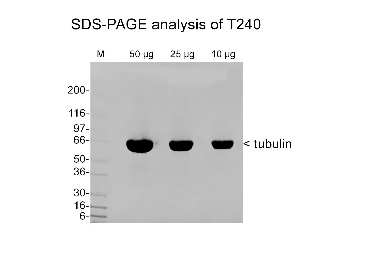 product-T240